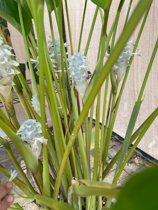 Calathea Blue Ice Plant